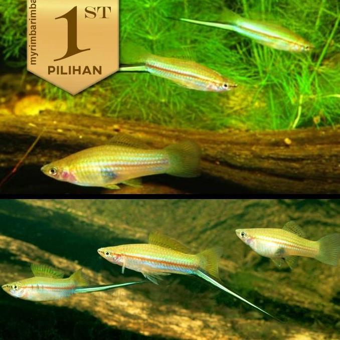 Paket Koloni (isi 10) Platy Pedang Hijau Swordtail Ikan Hias Aquascape Hiasan Aquarium