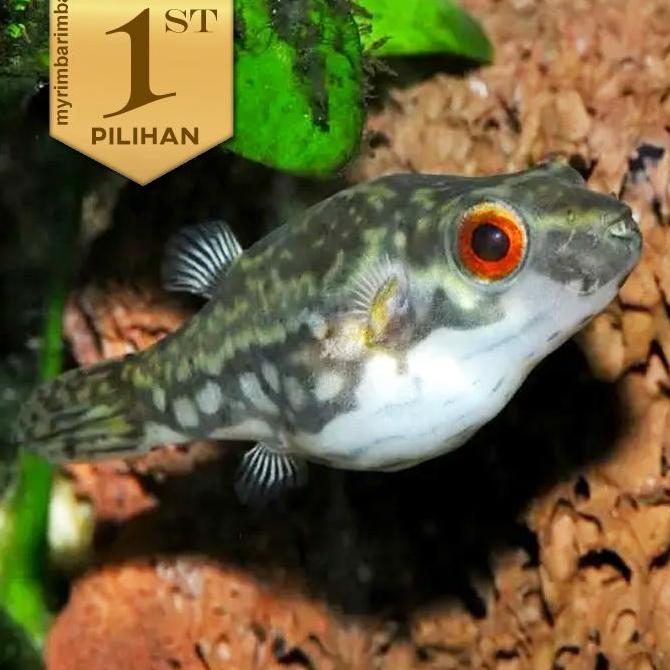 Mini Red Eye Puffer Fish Ikan Hias Aquascape Hiasan Aquarium Tanaman