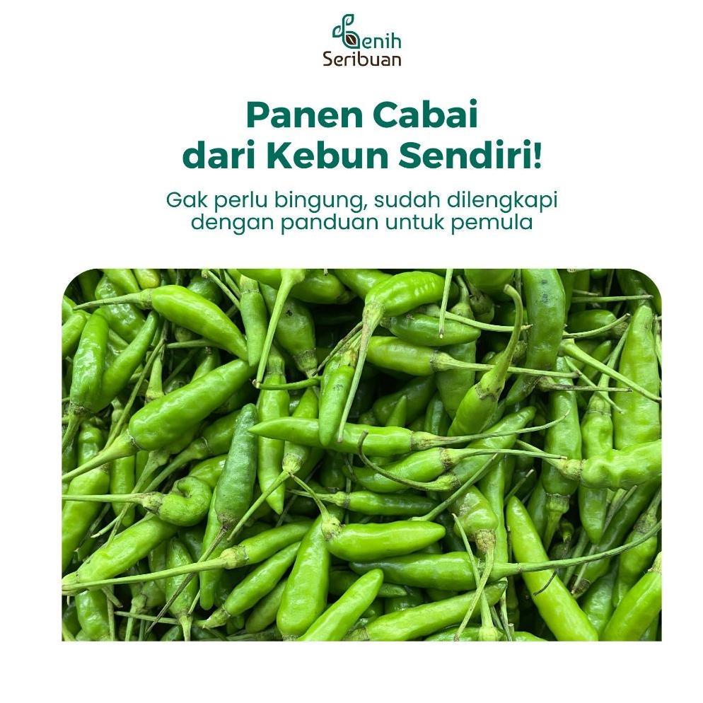 Promo Cod Benih Cabe Rawit Hijau Bibit Cabe Rawit Konsumsi Unggul Tahan Penyakit Benih Seribuan ><