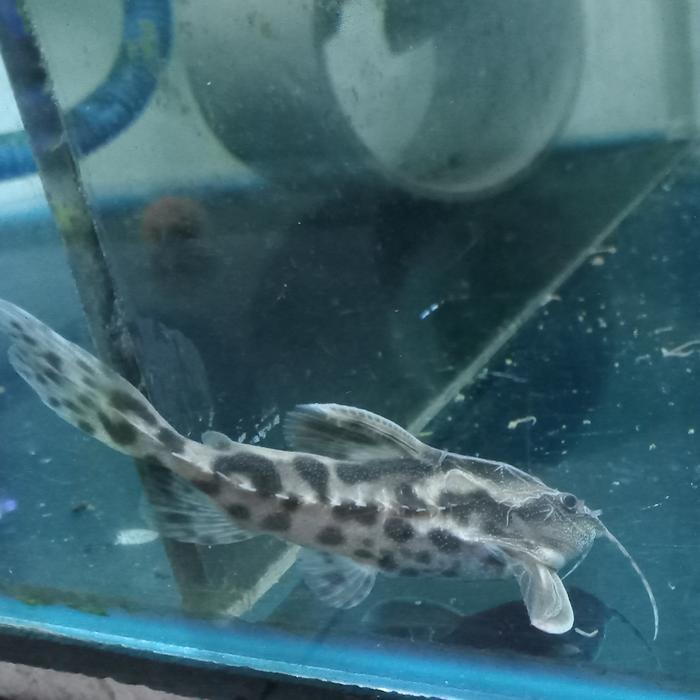 irwini catfish uranoscopus