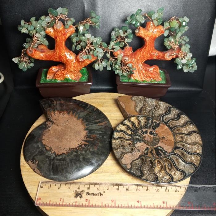 Batu Natural Fossil Keong Black_Ammonite Sepasang (5)