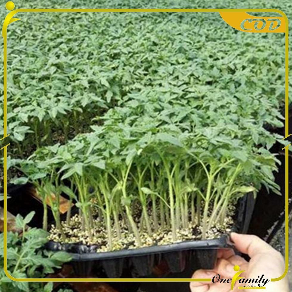Promo Cod One-C1508 Tray Semai Pot Penyemaian Bibit Tanaman 50 Lubang / Pot Tray Wadah Persemaian Be