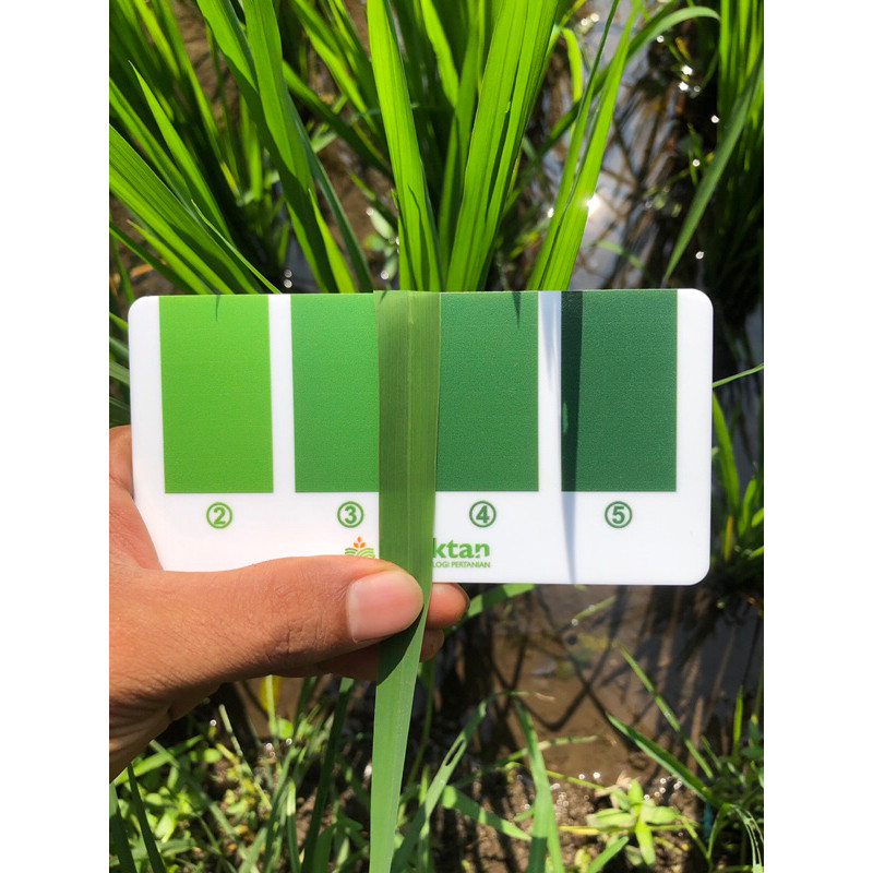 Bwd 4 Chart (Bagan Warna Daun) Untuk Tanaman Padi