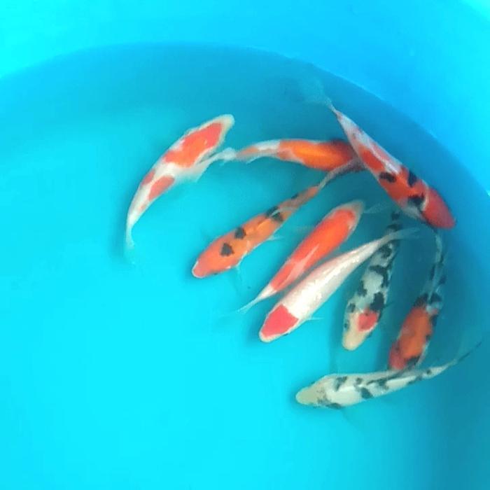 koi slayer paket 9e