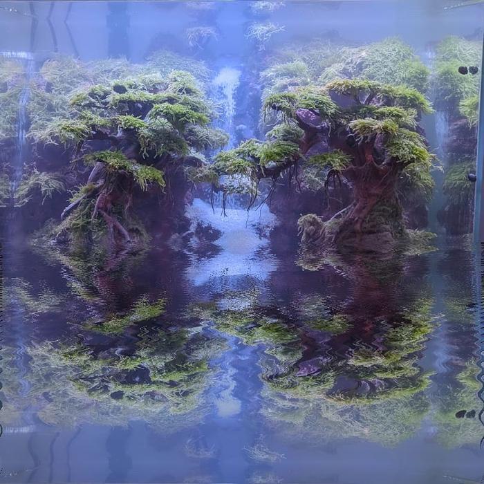 aquascape 60cm (bonsai theme)