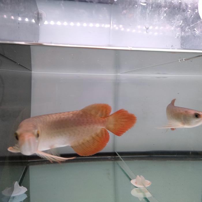 ikan arwana super red