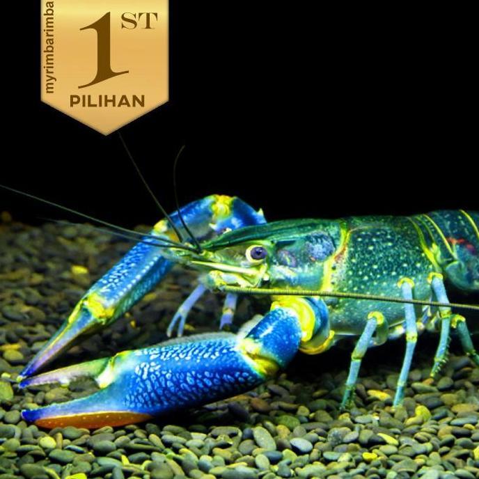 Paket Koloni (isi 10) Lobster BIru Air Tawar Hiasan Aquarium Ikan Hias Aquascape