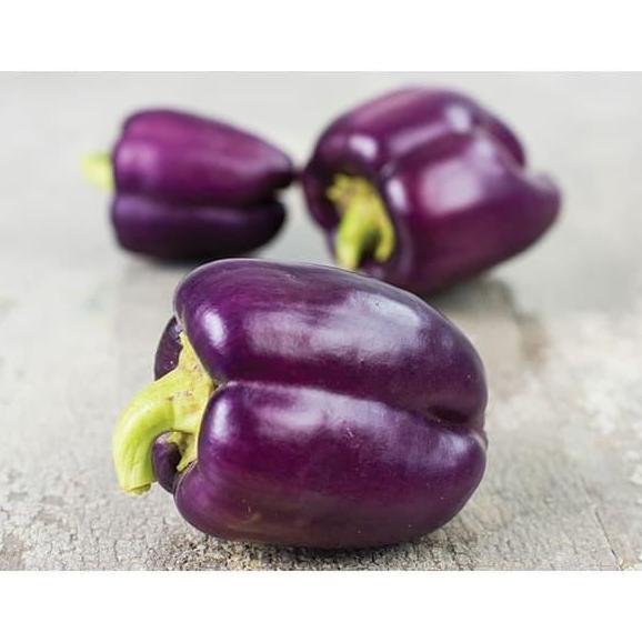 Huayuan- Paket Hemat Bibit / Benih / Biji Paprika Isi 4 Jenis Rna Menarik