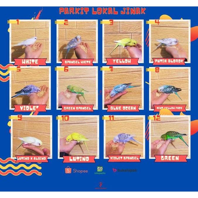 Dongmul- Burung Parkit Jinak