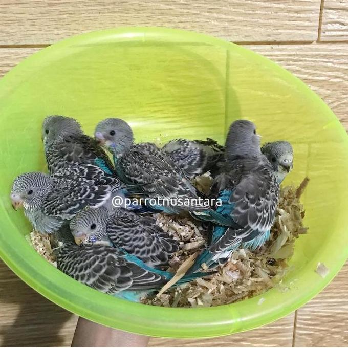 Dongmul- Anakan Lolohan Burung Parkit Rna
