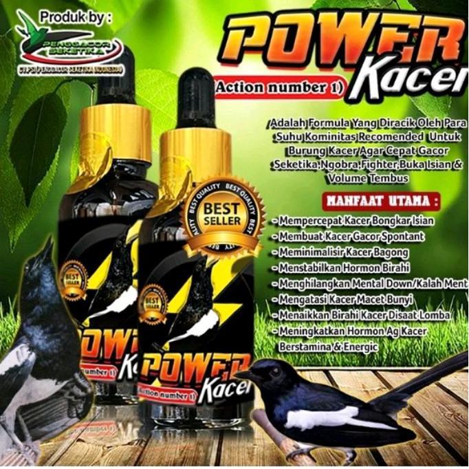 Power Kacer juara lomba  suplemen penggacor burung Seketika