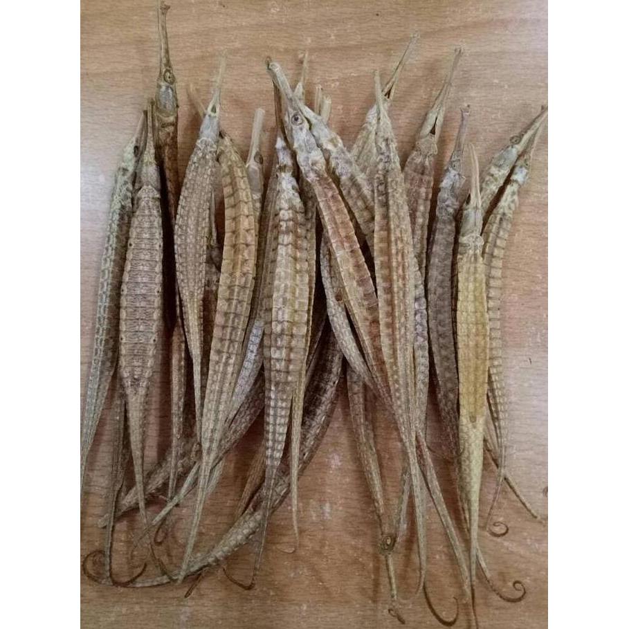naga laut kering perekor