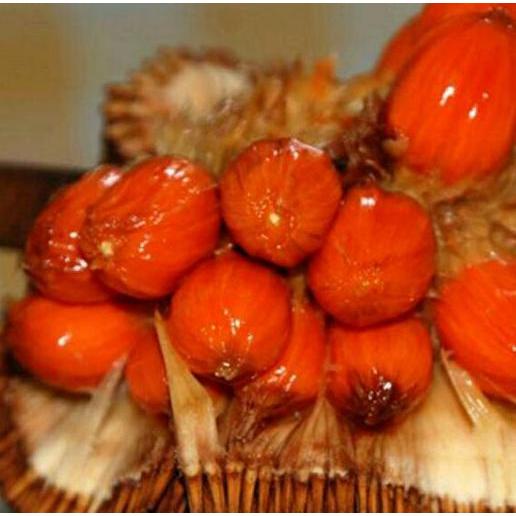 Bibit Buah Cempedak Merah King TERJAMI