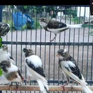 NEW BURUNG KENARI LOPER BAHAN WARNA CERAH ORI