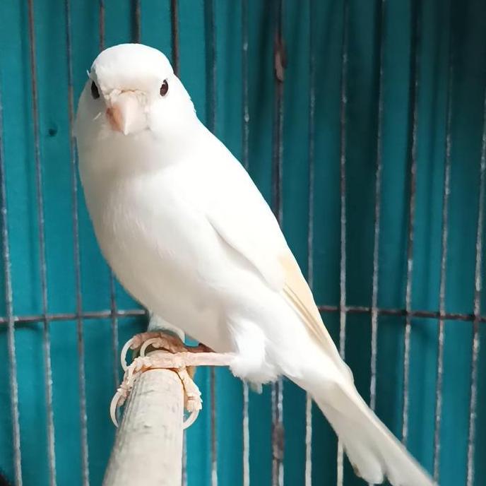 NEW BURUNG KENARI AF SUPER PUTIH GACOR ORI