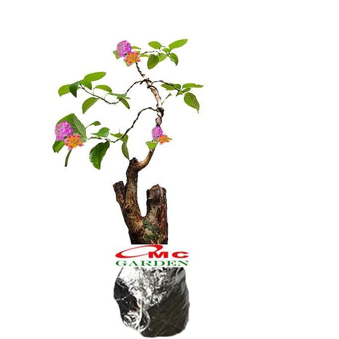 BONSAI BONSAE LANTANA CAMARA TEMBELEKAN ORANGE PINK TANAMAN HIAS 004 READY