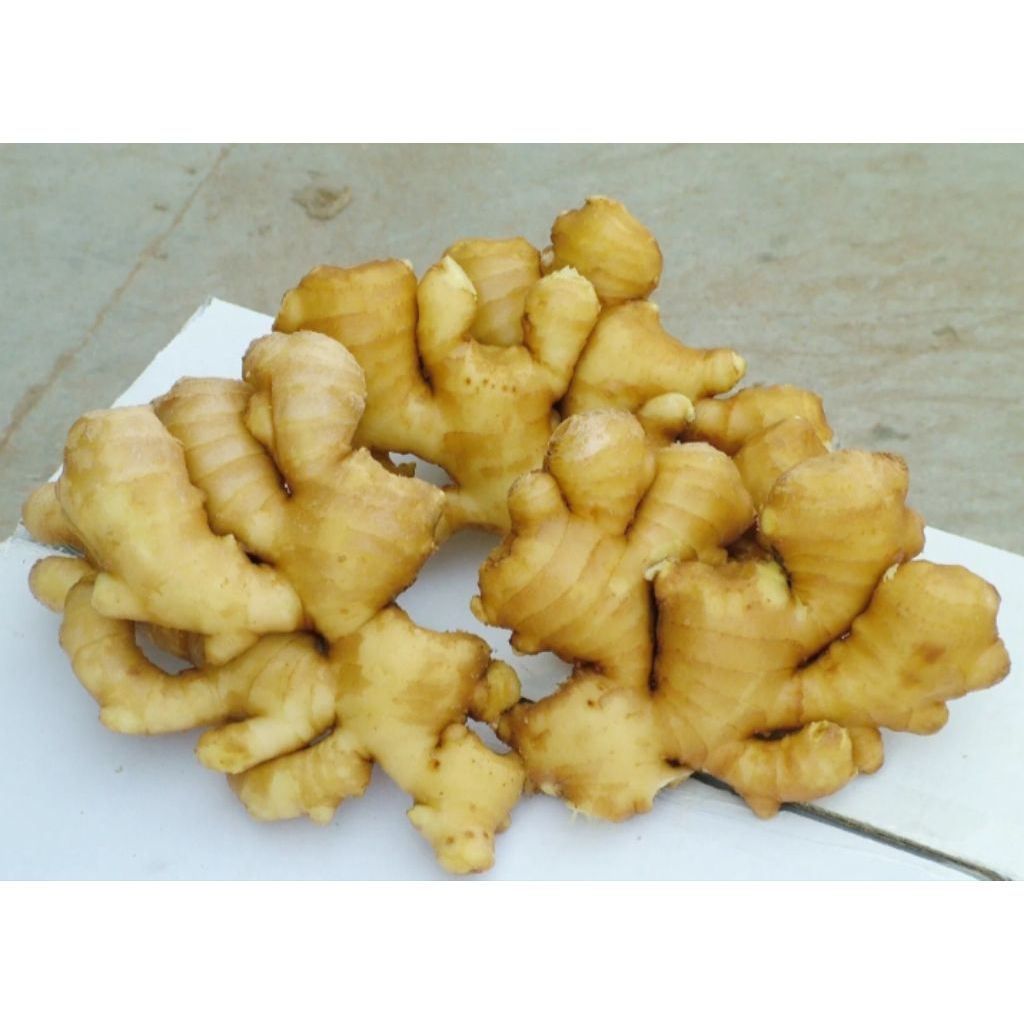 Jahe emprit paris Freshh 1kg
