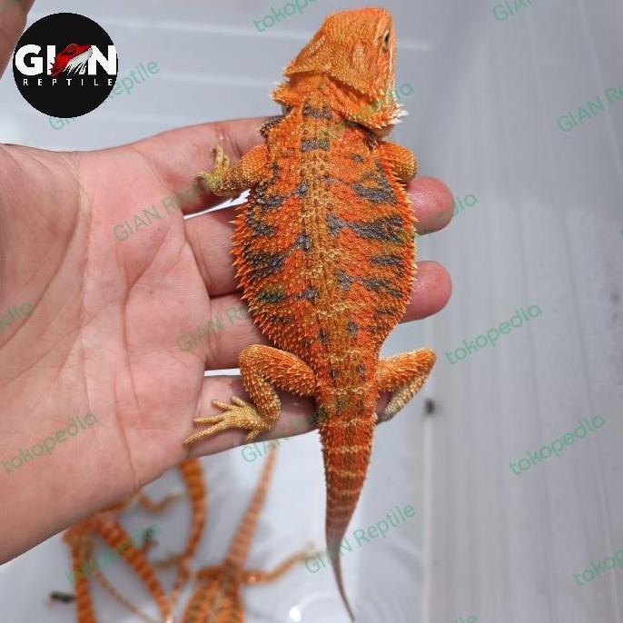 Bearded dragon super red hypo trans 25-30cm