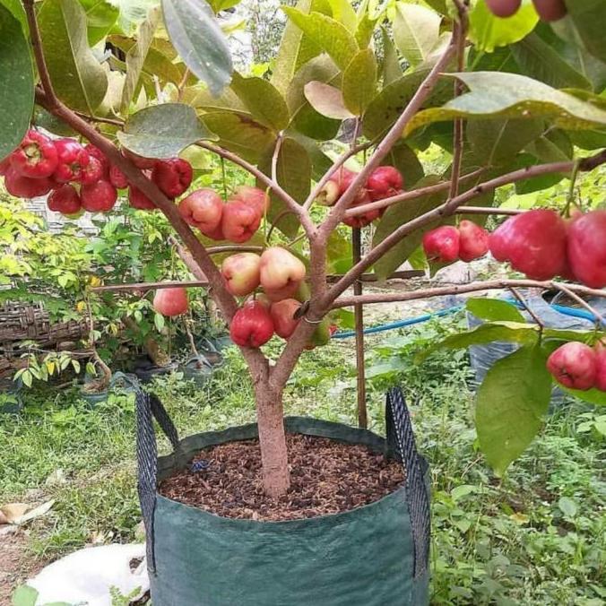 pohon jambu air sudah berbuah