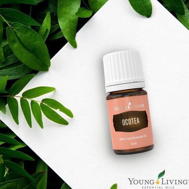 SEGEL young living ocotea 5ml essential oil essentials original oils