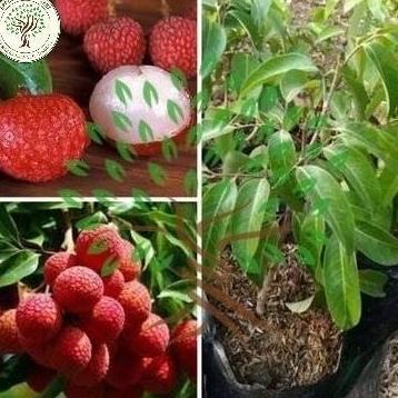 Bibit Tanaman Buah Leci Kom-Bibit Pohon Leci-Bibit Leci Kerdil BISA BERBUAH DI POT