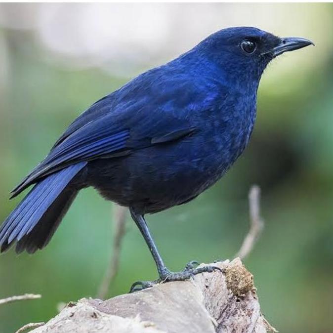 NEW BURUNG CIUNG BATU PILIHAN MULUS ORI