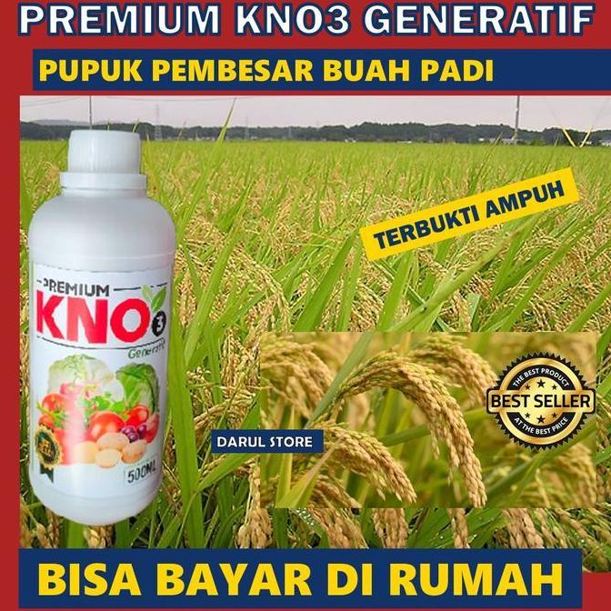 Place- Pupuk Buah Padi Kno 3 Tahan Musim Hujan, Pupuk Semprot Organik Cair Melebatkan Padi Booster P
