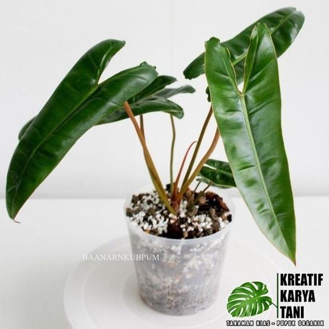 Place- Tanaman Hias Philodendron Bilitiae Kabel Busi - Kabel Busi