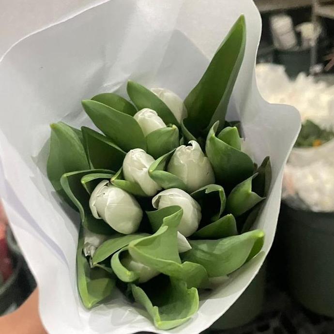 Bunga Tulip asli satu ikat / Tulip segar
