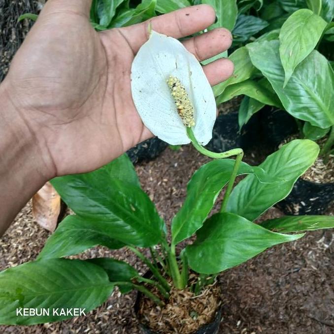 Spathiphyllum Peace Lily / Tanaman Spathiphyllum / Tanaman Peace Lily / Tanaman Hias Peace Lily