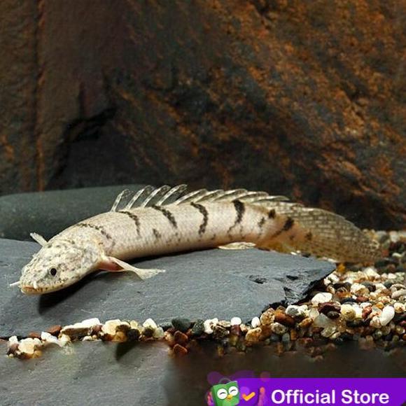 Fisch- Palmas Delhezi / Ikan Predator / Ikan Hias Aquascape