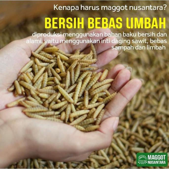 Fisch- Pakan Koi Suplemen Maggot Bsf 120Gr - Maggot Nusantara