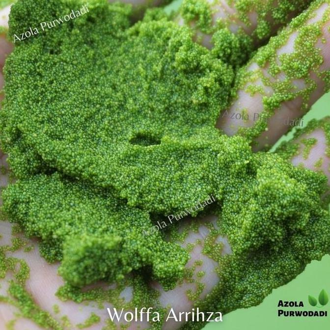 Wolffia 200 gram + Pupuk Organik Azolla 800 gram (TERBAIK) (TERBARU) (TERMURAH)