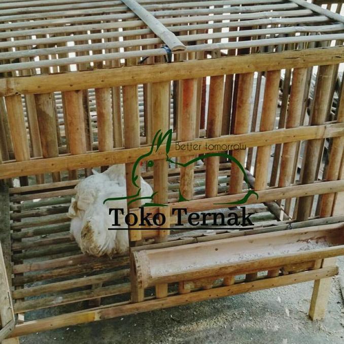 Kandang Ayam Pembesaran Murah