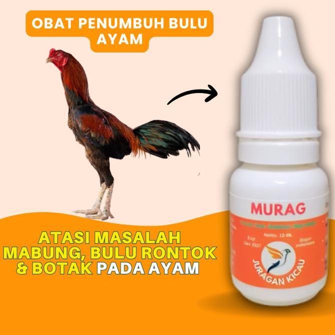 Obat Penumbuh Bulu Ayam Setelah Rontok Ngurak Mabung Nyulam Allshop