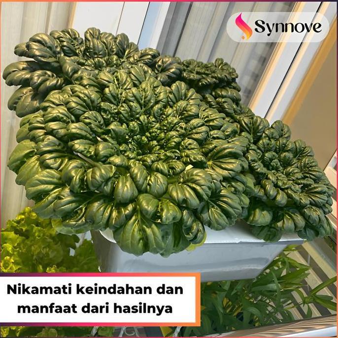 Paket Hidroponik 18 Lubang 2 Bak LENGKAP Rockwool Hidroponik Paket Hidroponik Pemula Lengkap murah