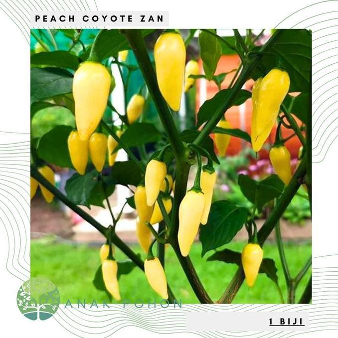ready Benih Bibit Biji - Cabai Peach Coyote Zan (Cabe Buah Sangat Produktif) Pepper Seeds murah