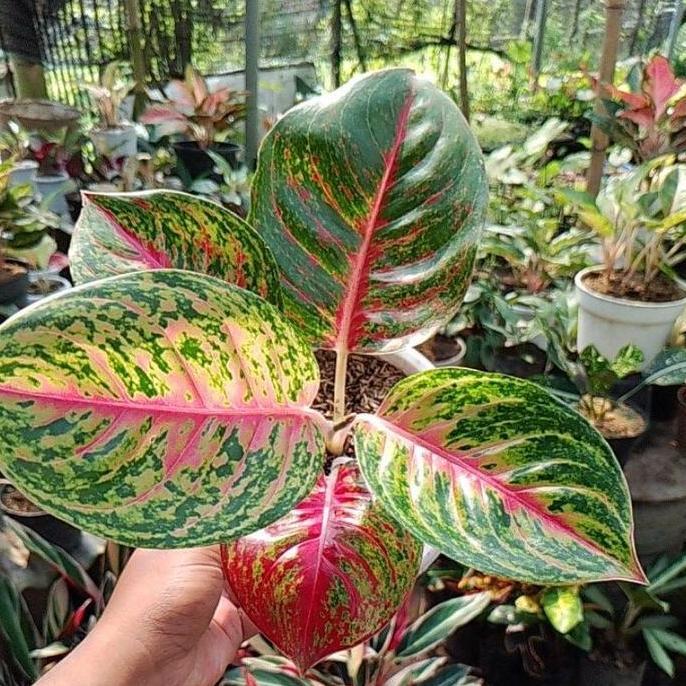 Tanaman hias aglonema big papa anakan daun 2-3 murah