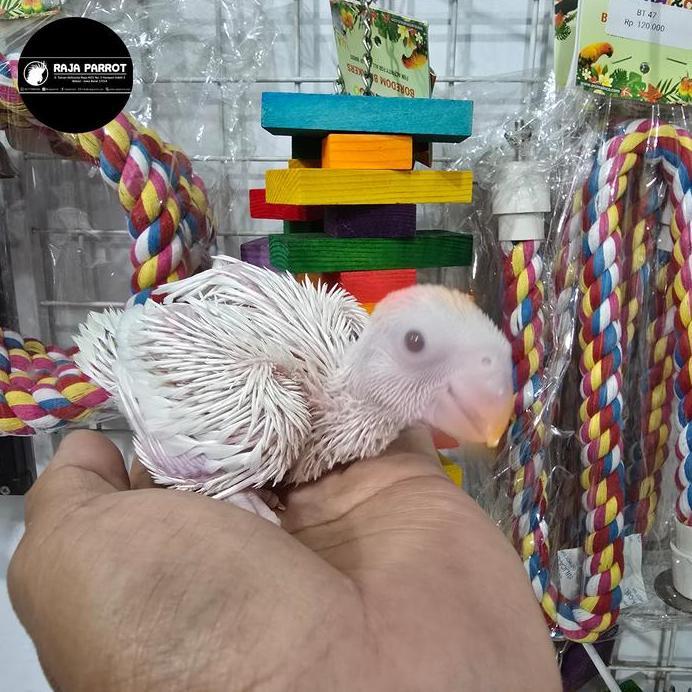 Ready BABY INDIAN RINGNECK KUNING, BIRU , PUTIH , CINNAMON DAN ALBINO