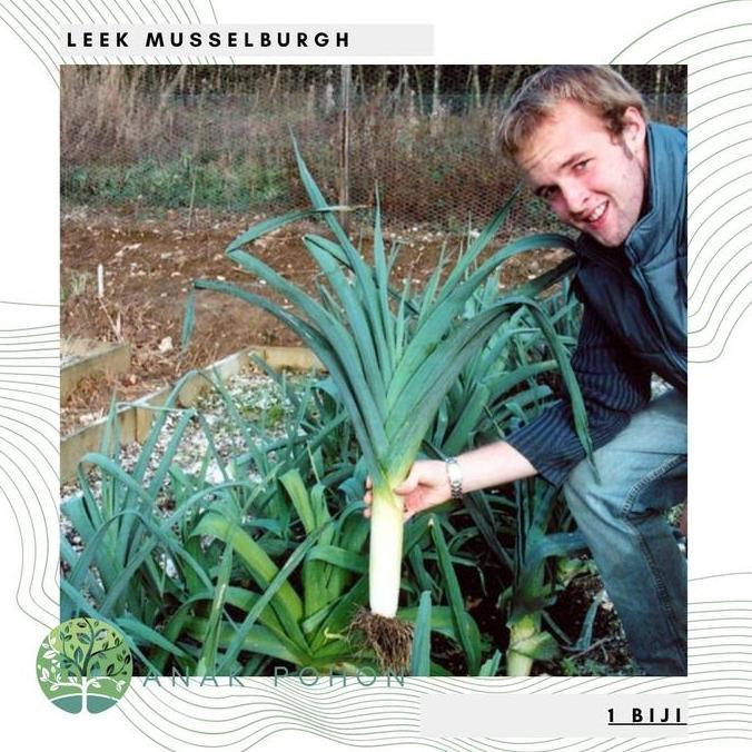 Benih Bibit Biji - Leek Musselburgh Daun Bawang Prei Besar Seeds - IMPORT murah