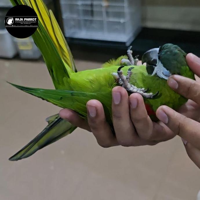 Ready BURUNG HANS MACAW JINAK / BURUNG JINAK KARAKTER BAGUS UNTUK PET , KADO ULANG TAHUN , HADIAH OR
