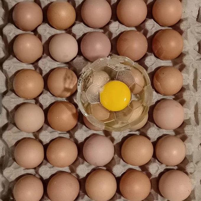 Ovo- Telur Ayam Negri Lokal / Telur Ayam Negri Fresh (Kg)