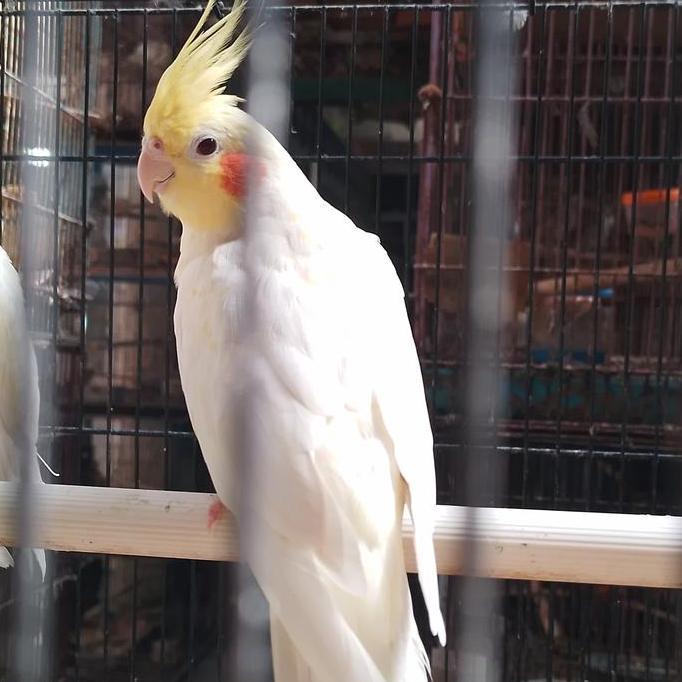 burung falk australi lutino mata merah dewasa pilihan