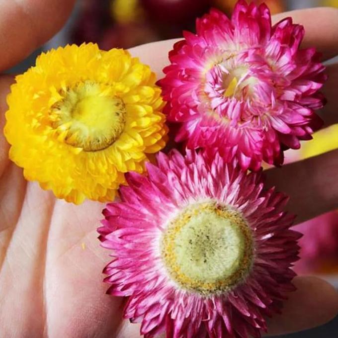 Edible Dried Flowers Cake Decoration Bunga Kering Topper Kue Hiasan