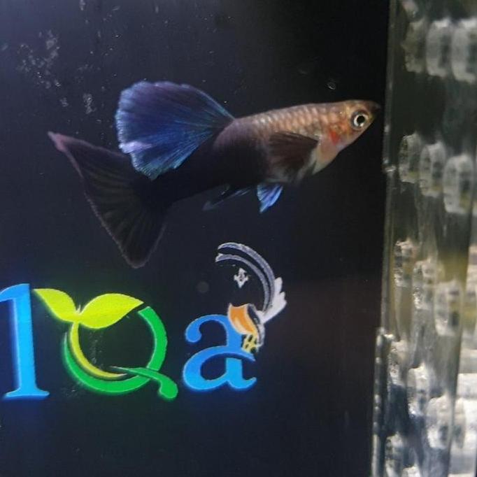 GUPPY HB BLUE