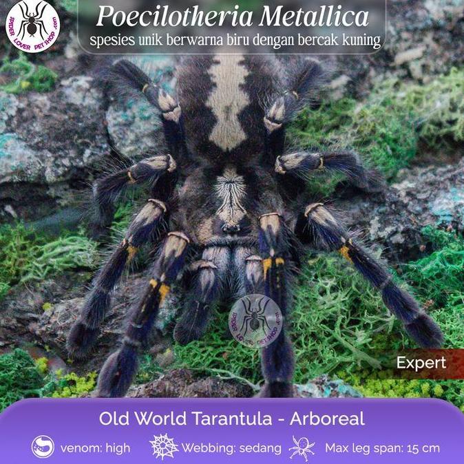Poecilotheria Metallica JUVIE 3-4 cm TARANTULA