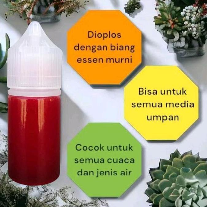 ESSEN IKAN MAS STROBERI KAMPER UMPAN IKAN MAS PALING GACOR Pancing