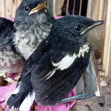 FYP BURUNG KACER ANAKAN LOLOHAN ''
