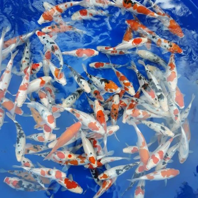 // PAKET IKAN KOI BLITAR10 EKOR 15-17 KUALITAS //