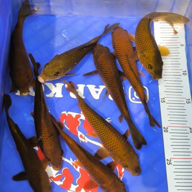 VIRALL IKAN KOI BLITAR CHAGOI *